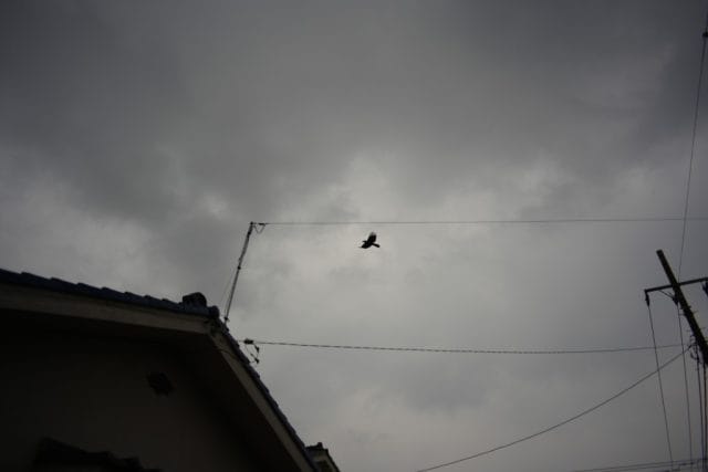Konica Hexanon AR 28mm f3.5 Lens review作例 曇り空とカラス
