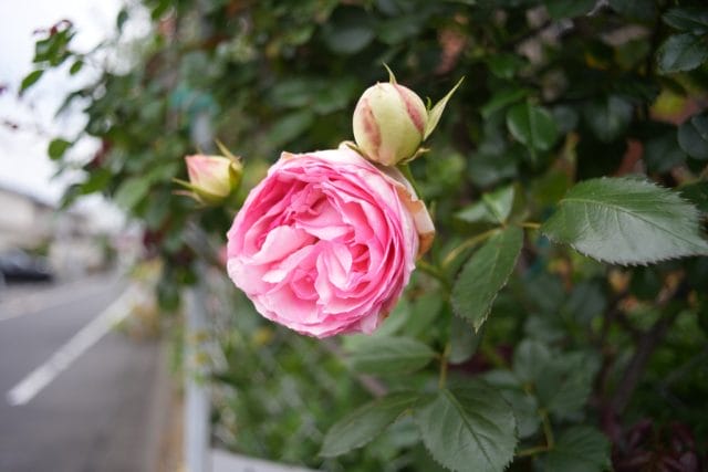 Konica Hexanon AR 28mm f3.5 Lens review作例 薔薇 rose