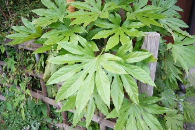 Konica Hexanon AR 28mm f3.5 Lens review作例 草花 植物