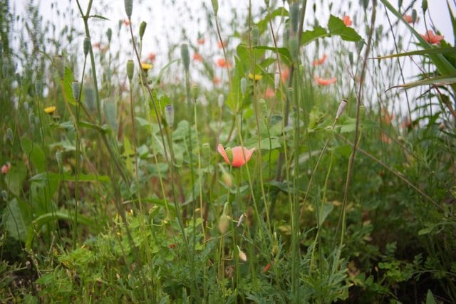 Konica Hexanon AR 28mm f3.5 Lens review作例 草花 植物