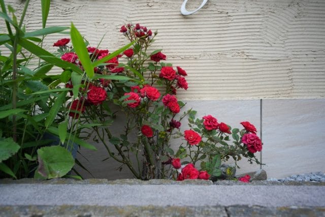 Konica Hexanon AR 28mm f3.5 Lens review作例 薔薇 rose