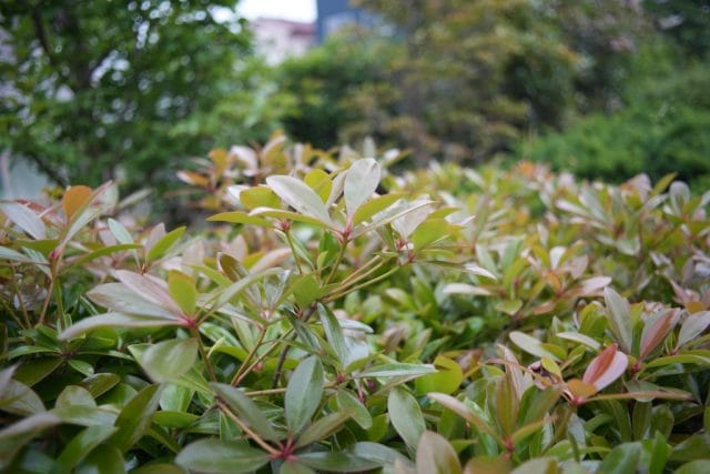 Konica Hexanon AR 28mm f3.5 Lens review作例 草花 植物