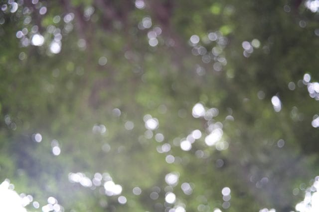 Konica Hexanon AR 28mm f3.5 Lens review作例 玉ボケ 木漏れ日