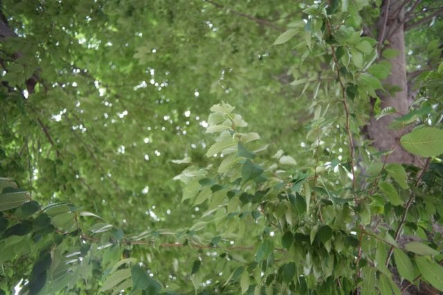 Konica Hexanon AR 28mm f3.5 Lens review作例 木 自然 玉ボケ 木漏れ日