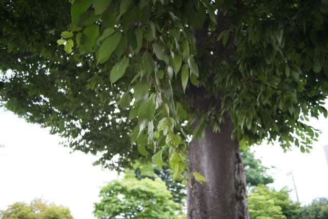 Konica Hexanon AR 28mm f3.5 Lens review作例 木 自然 玉ボケ 木漏れ日