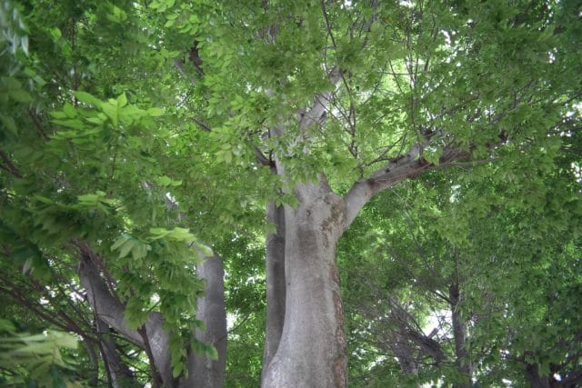 Konica Hexanon AR 28mm f3.5 Lens review作例 木 自然