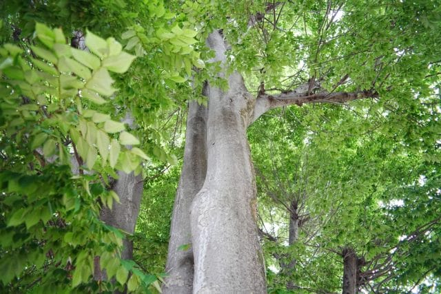 Konica Hexanon AR 28mm f3.5 Lens review作例 木 自然