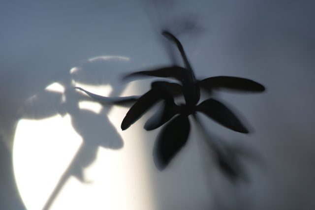 MC Zenitar-ME1 50mm f1.7 M42 レビュー作例 スクエアボケ ロシア銘玉