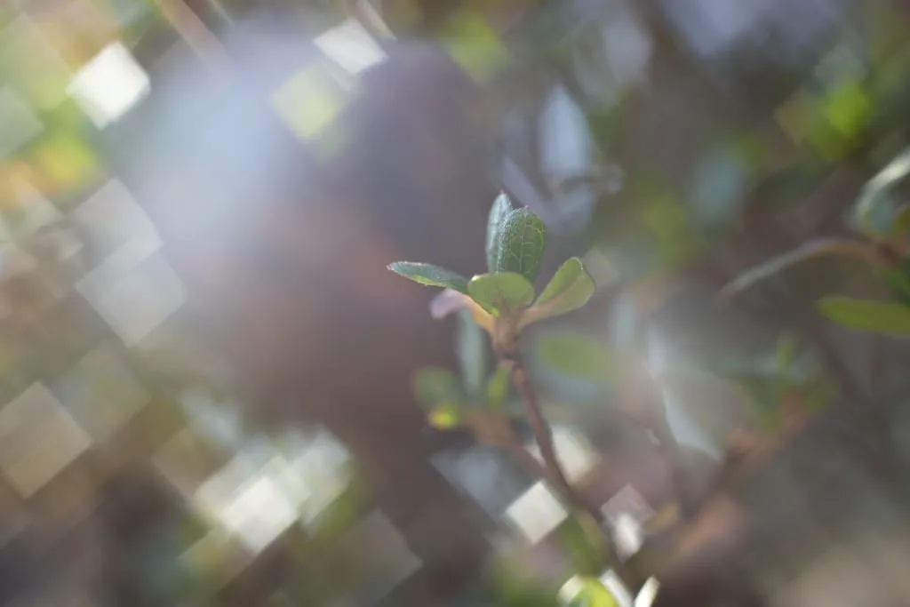 希少 分解清掃済み Zenitar-M 50mm f1.7 M42マウント MC Zenitar-ME1 50mm f1.7 (M42) – FLASHBACK CAMERA
