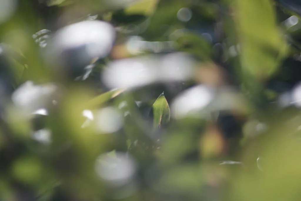 渾身のボケHANIMEX AUTOMATIC 135mm F2.8人気の単焦点 Hanimex automatic 135mm f2.8のReview作例 激安コスパ高い国産中望遠