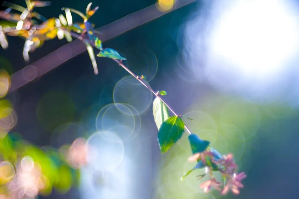 バブルボケ！Meyer TRIOPLAN 100mm F2.8 オールドレンズ Trioplan 100mm f2.8V作例 シャボン玉バブルボケが出るMeyer-Optikの