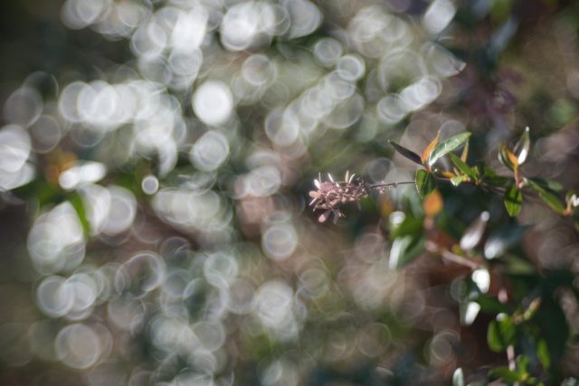 Trioplan 100mm f2.8V作例 シャボン玉バブルボケが出るMeyer-Optikの