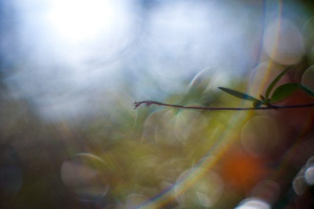 Meyer Optik Gorlitz Domiron 50mm f2 Review作例 銘玉クセ玉神