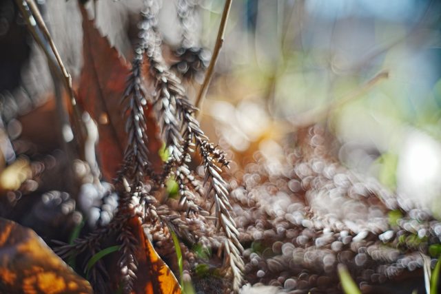 レンズ(単焦点) MEYER OPTIK ORESTON 50mm f1.8 EXAKTA レンズ(単焦点) MEYER OPTIK ORESTON 50mm f1.8 EXAKTA Meyer-Optik