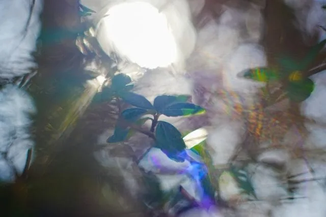Oreston 50mm f1.8前期 M42 レビュー作例 クセ玉オールドレンズ