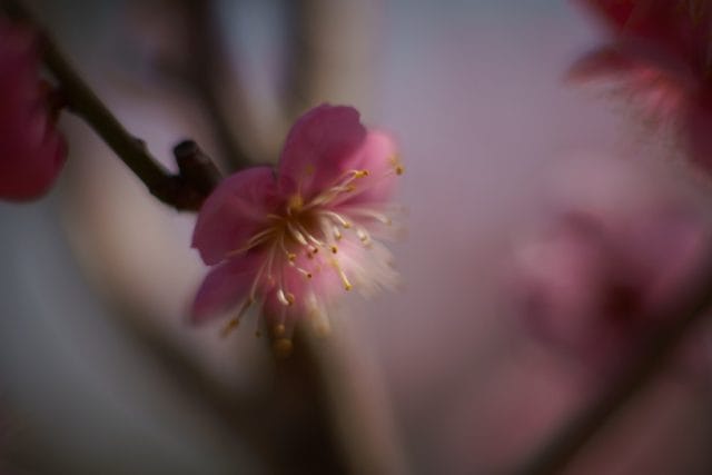 TAMRON SP 90mm f2.5 Macro 52B初代タムキューReview作例 銘玉神ポート