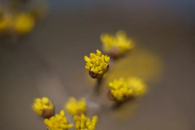TAMRON SP 90mm f2.5 Macro 52B初代タムキューReview作例 銘玉神ポート