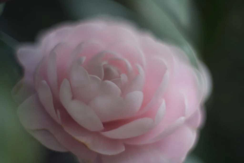Jupiter-9 85mm f2 初期型 M42 Review作例 おすすめ中望遠神オールド