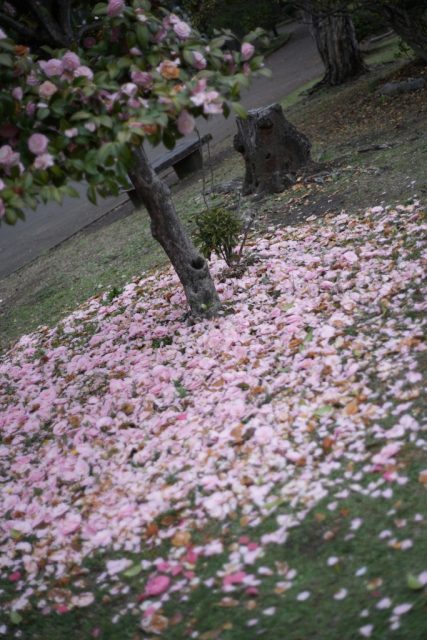 MAMIYA S2 マミヤ S 2型　実写作例あり MAMIYA S2 マミヤ S 2型 実写作例あり 【公式通販】