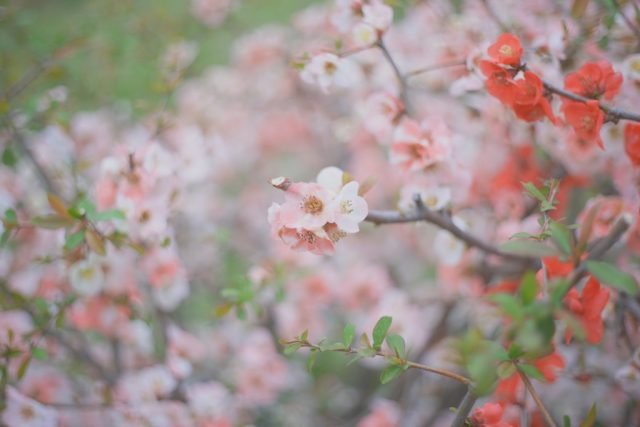 AUTO mamiya/sekor 50mm f2 M42 後期型 レビュー作例 マミヤ光機 富岡