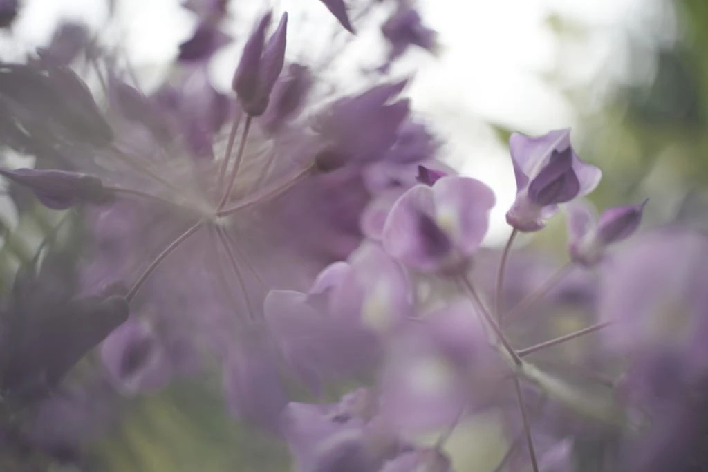 PO4-1 35mm f2 review作例 おすすめ神シネオールドレンズ ロシアKMZの