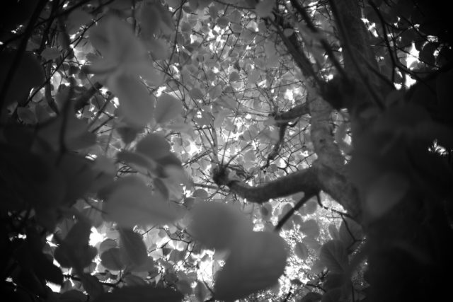 PO4-1 35mm f2 review作例 おすすめ神シネオールドレンズ ロシア