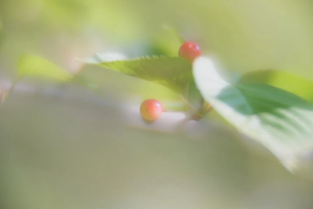 smc PENTAX SOFT 85mm f2.2 レビュー作例 ペンタックスの銘玉 ソフト
