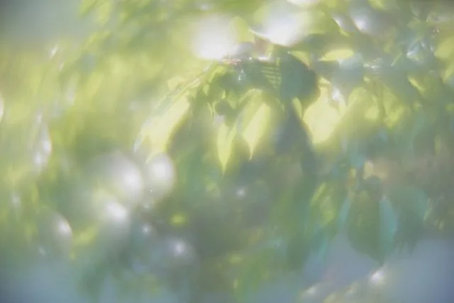 smc PENTAX SOFT 85mm f2.2 レビュー作例 ペンタックスの銘玉 ソフト