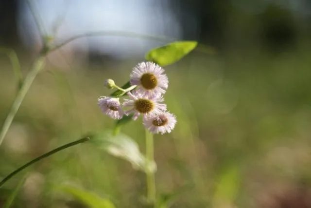 Fujinon 55mm f2.2 review作例 M42マウント バブルボケが出る富士