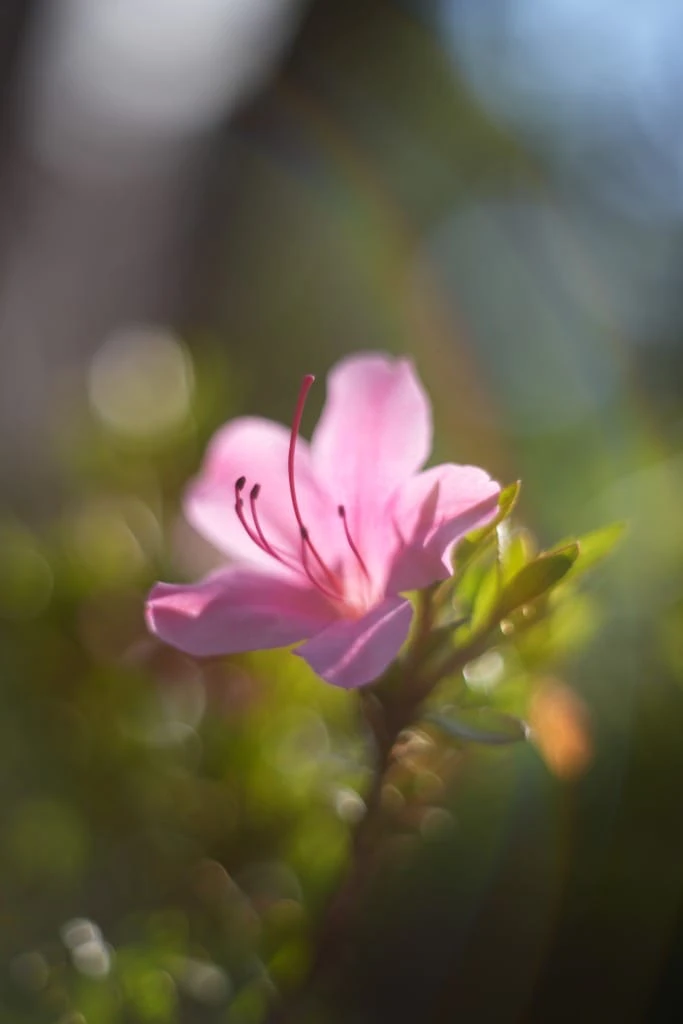PENTAX Super-Takumar 55mm f1.8 後期型 後期型 Pentax Super-Takumar 55mm F1.8 修理記録 – レンズ修理なら