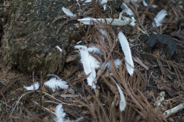 MC Rokkor-PF 58mm f1.4 作例 エモい 昭和レトロ 地面の落ち葉と鳥の白い羽根