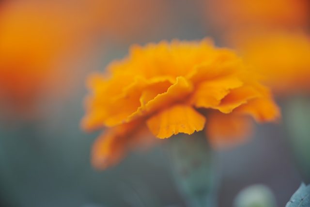 オリンパス ZUIKO MACRO 90mm 作例有 ズイコー OM ZUIKO AUTO MACRO 90㎜ F2 レビュー作例 Olympusオリンパス銘