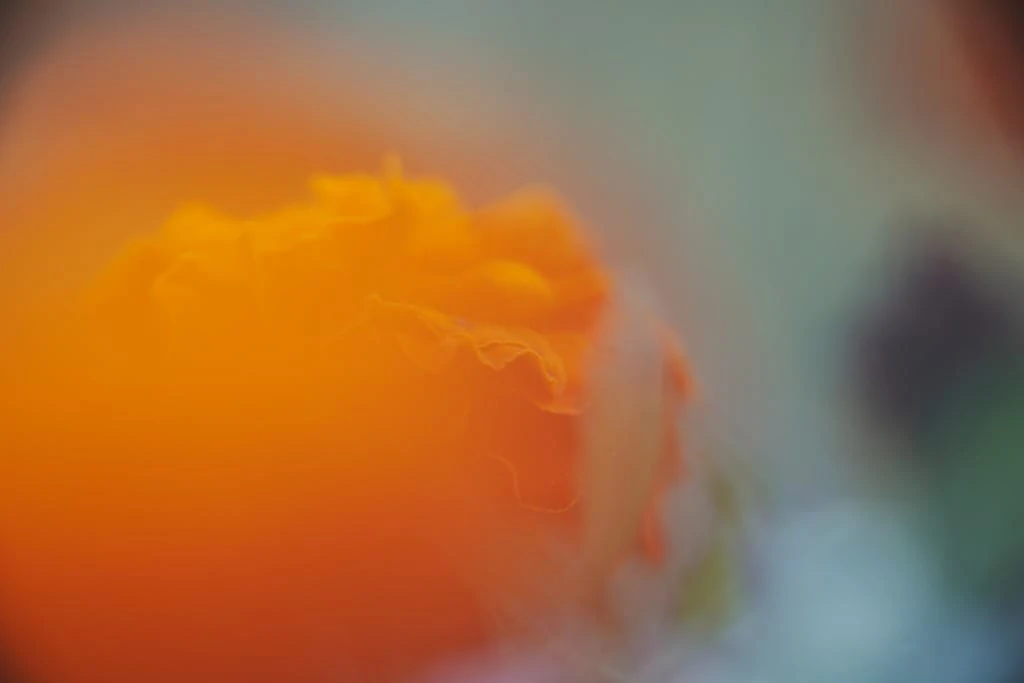 【神レンズ】オリンパス Zuiko auto macro 90mm F2 428 OLYMPUS ZUIKO AUTO-MACRO 90mm F2 – オリンパ ス ズイコー オート