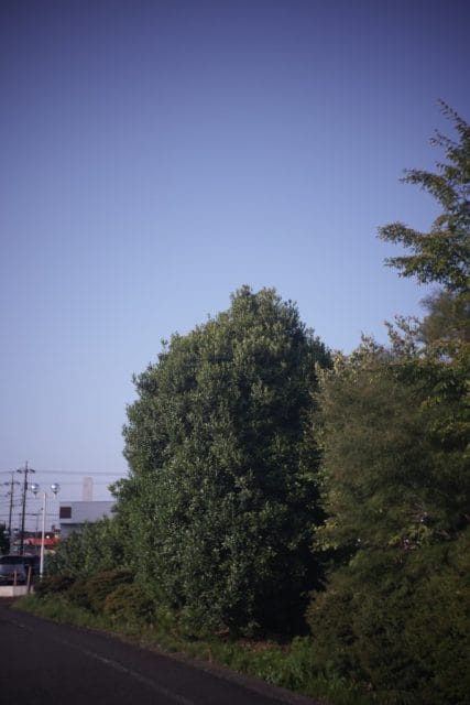 Leitz Elmar 35mm f3.5 ライカL39の作例 青空と緑の木々