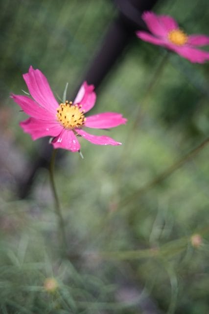 Elmarit M 28mm f2.8 2nd レビュー作例 ライカ広角銘玉神オールド