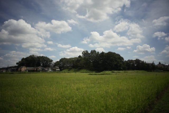 Elmarit M 28mm f2.8 2nd レビュー作例 ライカ広角銘玉神オールド