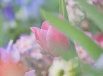 Argus Cintar Pentax Super-Takumar 2点まとめ ペンタックスの銘玉 - オールドレンズジャパン