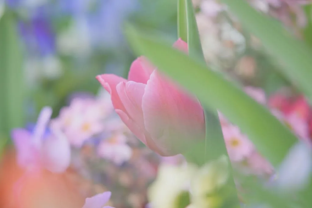 レンズ(単焦点) yashica yashinonds-m 200mm f4 m42 Amazon | PENTAX SUPER-TAKUMAR 200mm F4 M42 | second hand | 一眼