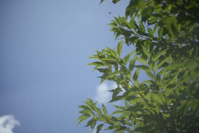 Jupiter-3 50mm f1.5 作例 青空と新緑