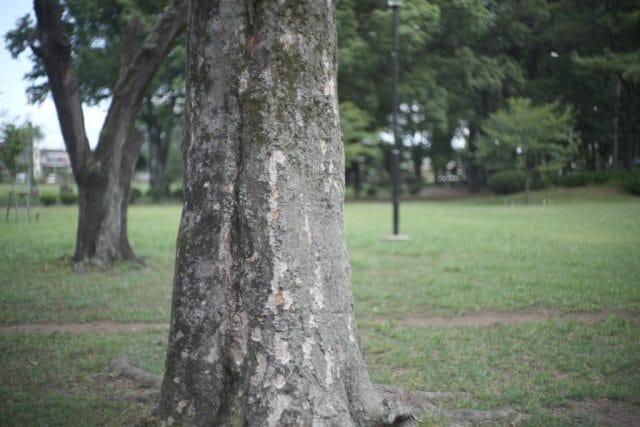 Jupiter-3 50mm f1.5 作例 公園の木 玉ボケ