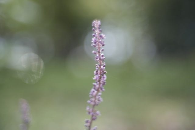 Jupiter-3 50mm f1.5 作例 マクロ 紫の花と玉ボケ 美しい滲み