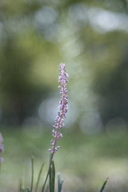 Jupiter-3 50mm f1.5 作例 マクロ 紫の花と玉ボケ 美しい滲み