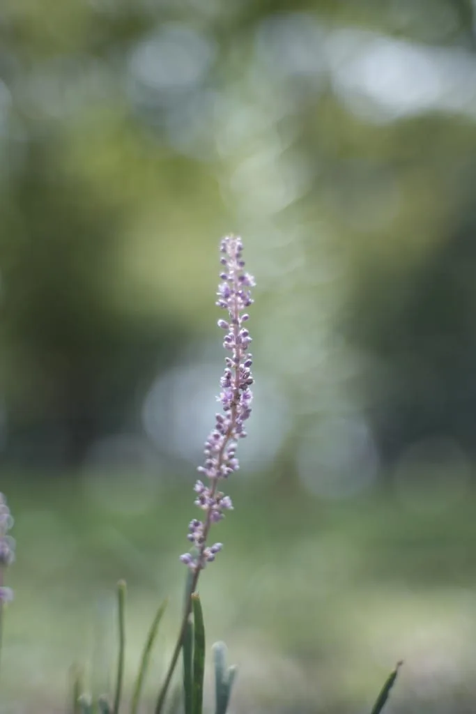 Jupiter-3 50mm f1.5 Review作例 おすすめロシア製のゾナーコピー
