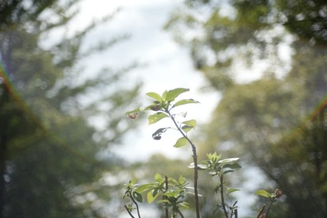 Jupiter-3 50mm f1.5 作例 マクロ セミの抜け殻 玉ボケ