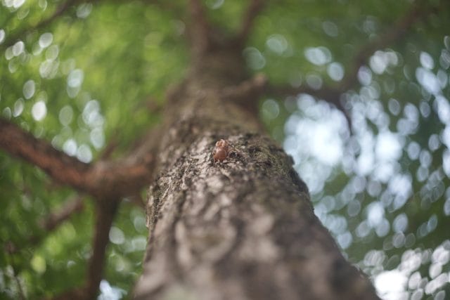 50【希少】Art Photo Group 限定　ヘリオス44-2 50【希少】Art Photo Group 限定 ヘリオス44-2 - メルカリ