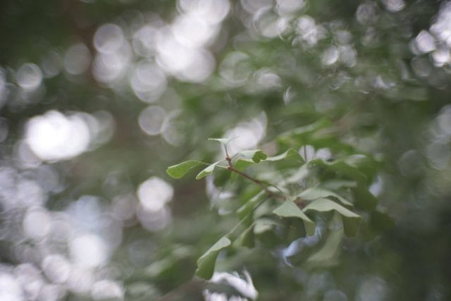 Jupiter-3 50mm f1.5 作例 玉ボケ 木の葉