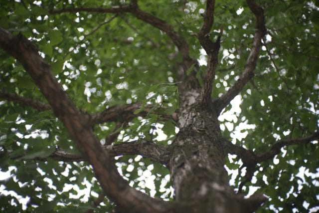 Jupiter-3 50mm f1.5 作例 木の葉 玉ボケ