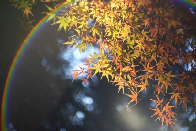 Nikkor-S.C 50mm f1.4 L39 Review作例 ニッコール銘玉神オールドレンズ