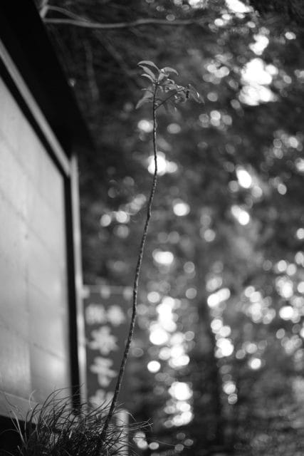 Summicron-M 50mm f2 3rd Review作例ブログ Leica銘玉オールドレンズ