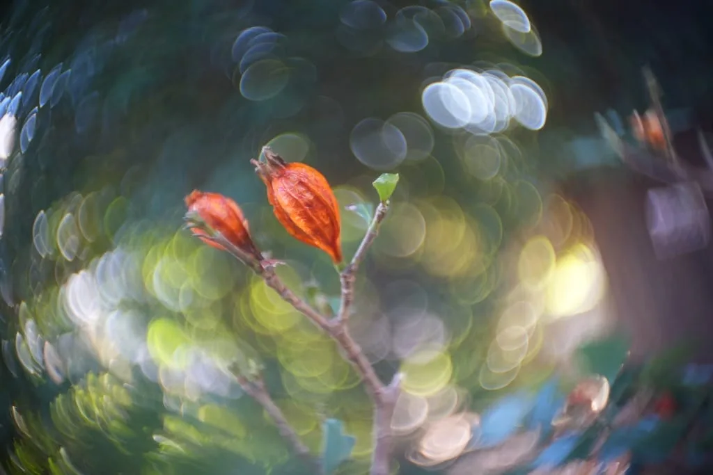 Kino Plasmat 25mm f1.5 Review作例 Hugo Meyer Cマウント神オールド